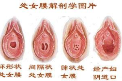 女人阴部写真照片,女性阴部写真艺术解读